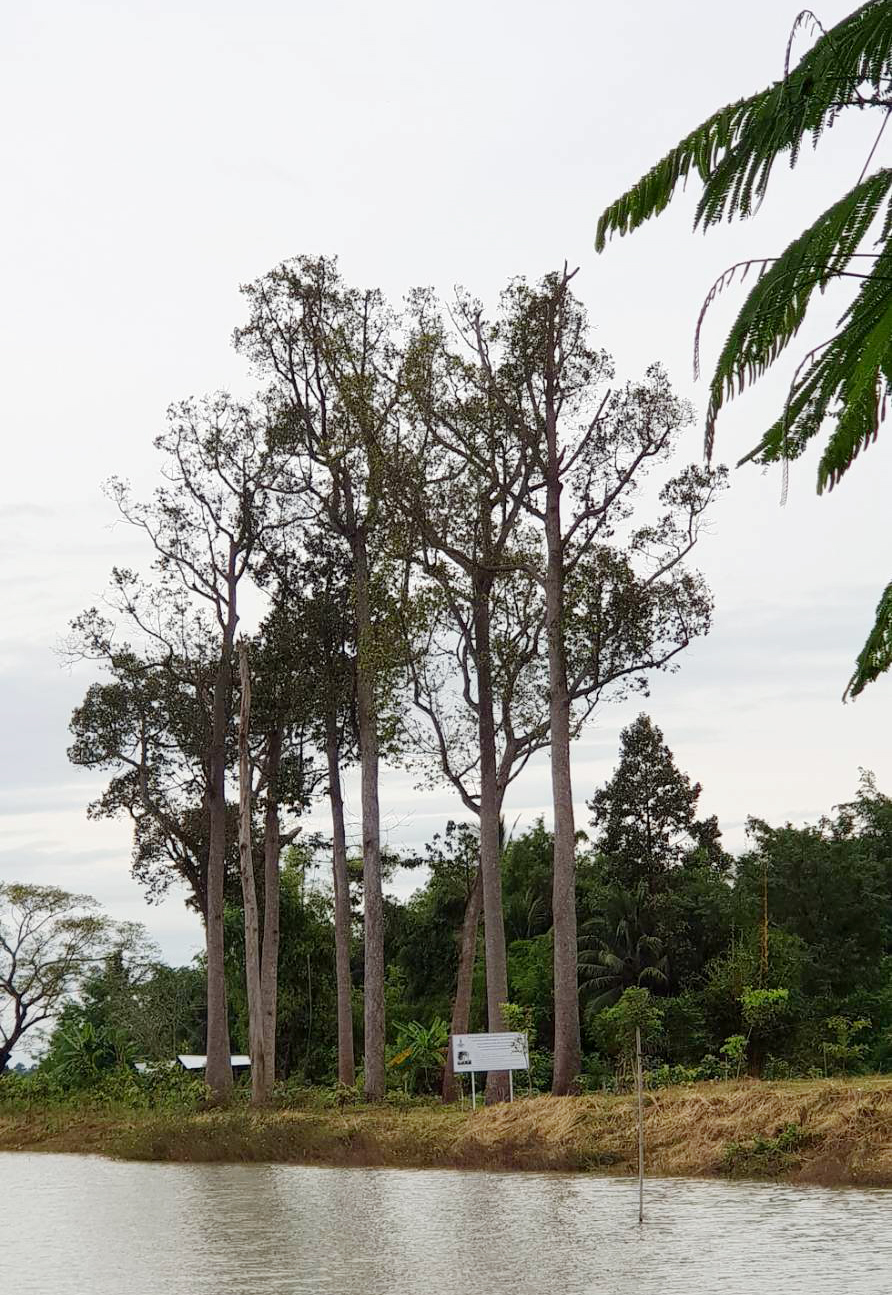 ต้นยางนาขนาดใหญา อายุเกินร้อยปี